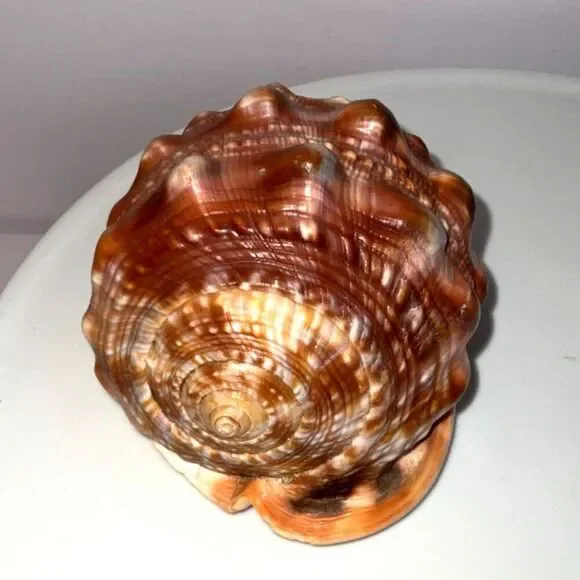 Vintage stunning hand carved cameo conch shell Italy must see - Picture 4 of 5